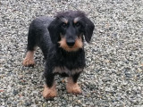 Chatterie Liebe Katzen