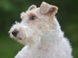 Fox Terriers Patch Hill