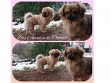 Des Amours de Donaïco