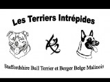 Des Terriers Intrépides