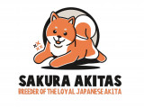 Sakura Akitas