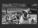 Blue Storm Kennel