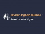 Lévrier Afghan Québec