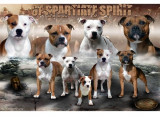 Of Spartiate Spirit