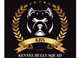 Kennel Bully Squad