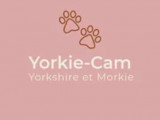 Yorkie-Cam