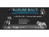 Blueline Bull'S