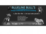 Blueline Bull'S