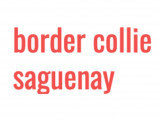 Border Collie Saguenay