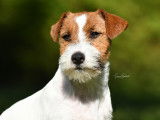 Symphonie Russell Terriers