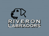 Riveron Labradors