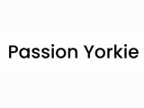 Passion Yorkie