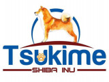 Tsukime Shiba