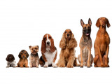 Le Chic Canin