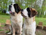 TOTEM BAU – Pension, Crèche canine et Élevage