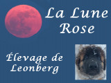 La Lune Rose
