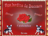 Des Jardins De Baccara