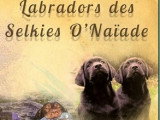 Des Selkies O'Naïade