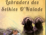 Labradors des Selkies O'Naïade