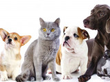 Le Festin Animal