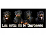 Des Rotts De La Baronnie