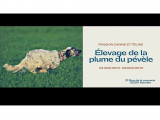 De La Plume Du Pévéle.