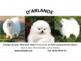 D'Arlande