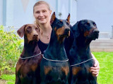 Von Gorrissen's