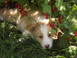 Border Collie Of Hartenge's Marshes