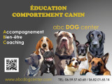 Abc Dog Center