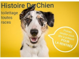 Histoire De Chien