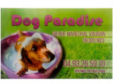 Dog Paradise