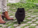 Spitz Pom