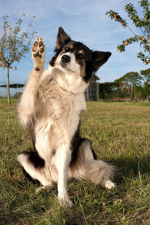 Le Chien De Bonne Compagnie Pension Pour Chien à Saint