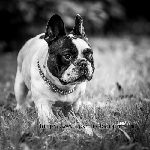 A L Elevage Dessiaume Elevage De Bouledogue Francais A La Geneytouse