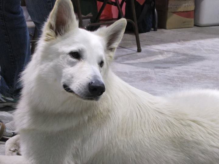 Le Loup Devient Berger élevage De Berger Blanc Suisse à Laval