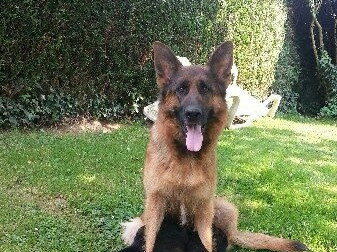 Elevage Du Clos De La Chanson Elevage De Berger Allemand A Viuz La Chiesaz