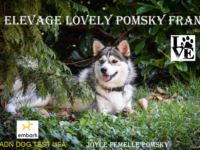 pomsky elevage paca - chiot pomsky à vendre