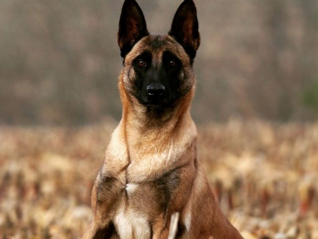 De La Vallée De Jali - Élevage de Berger Belge Malinois à Heppignies