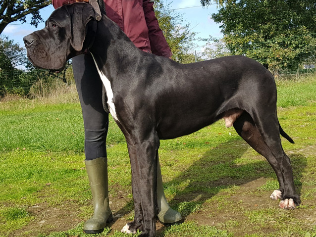 Valerie Dreumont Elevage De Dogue Allemand A Challain La Potherie