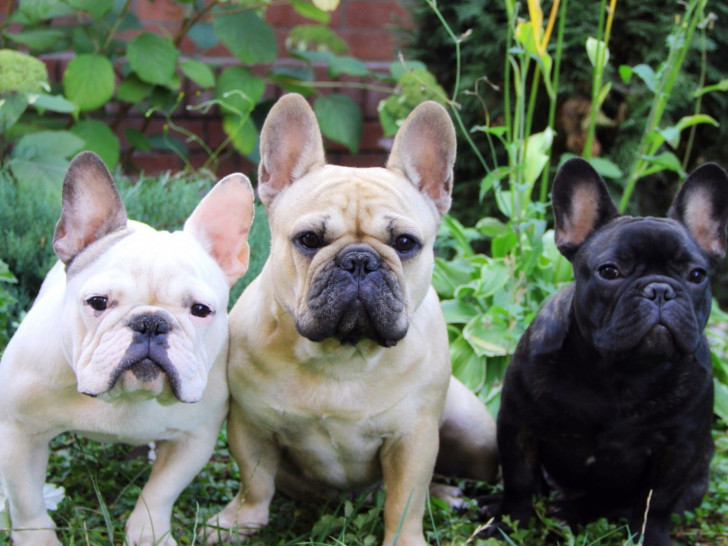 Elevage De Chiots Bouledogue Francais David Morin Elevage De Bouledogue Francais
