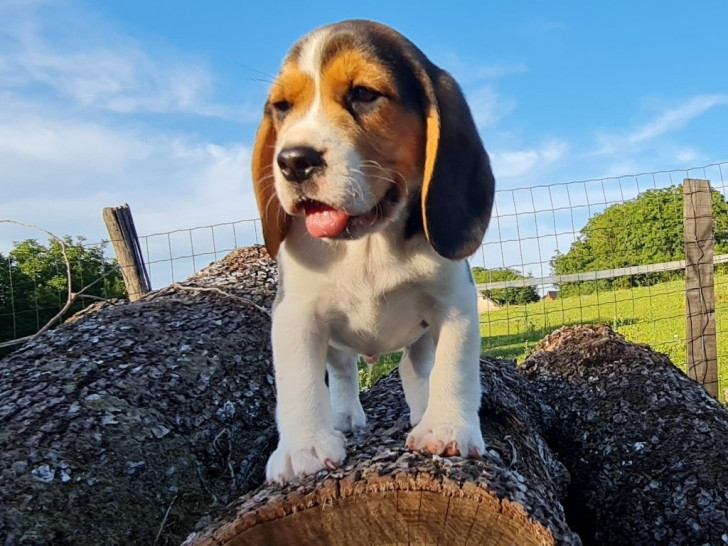 chiot berger allemand beagle mix