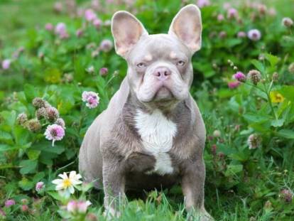 Bouledogues et Compagnie