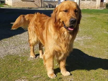 Des Molosses de Timoulys