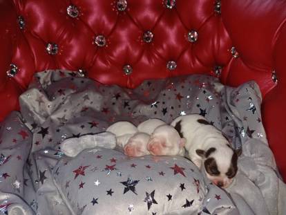 Du Palais Des Coussinets