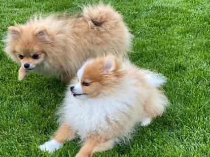 Des Cotons de Soie D’Or