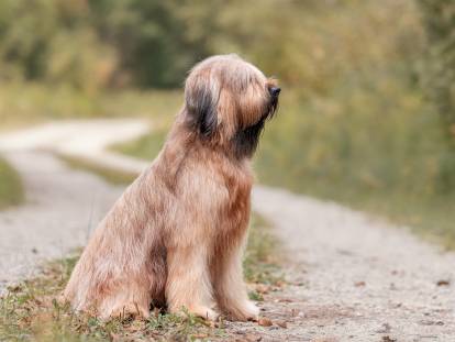 Chez Lili : Briards du Québec