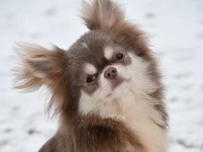 From Love Of Fairypoms