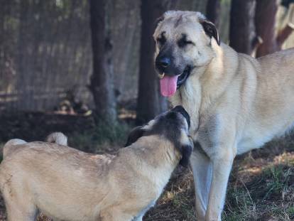 Of Dakota's Dreamland