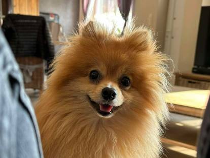 Du Royaume des JolyPom’s